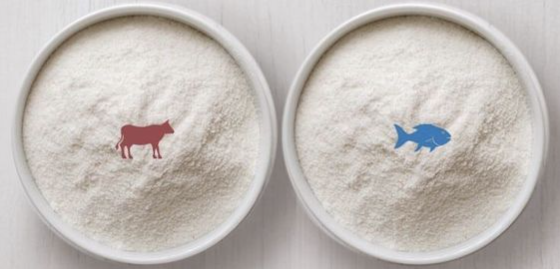 ✨ Collagen Facts: Which Collagen Is More Effective for Beauty and Health?